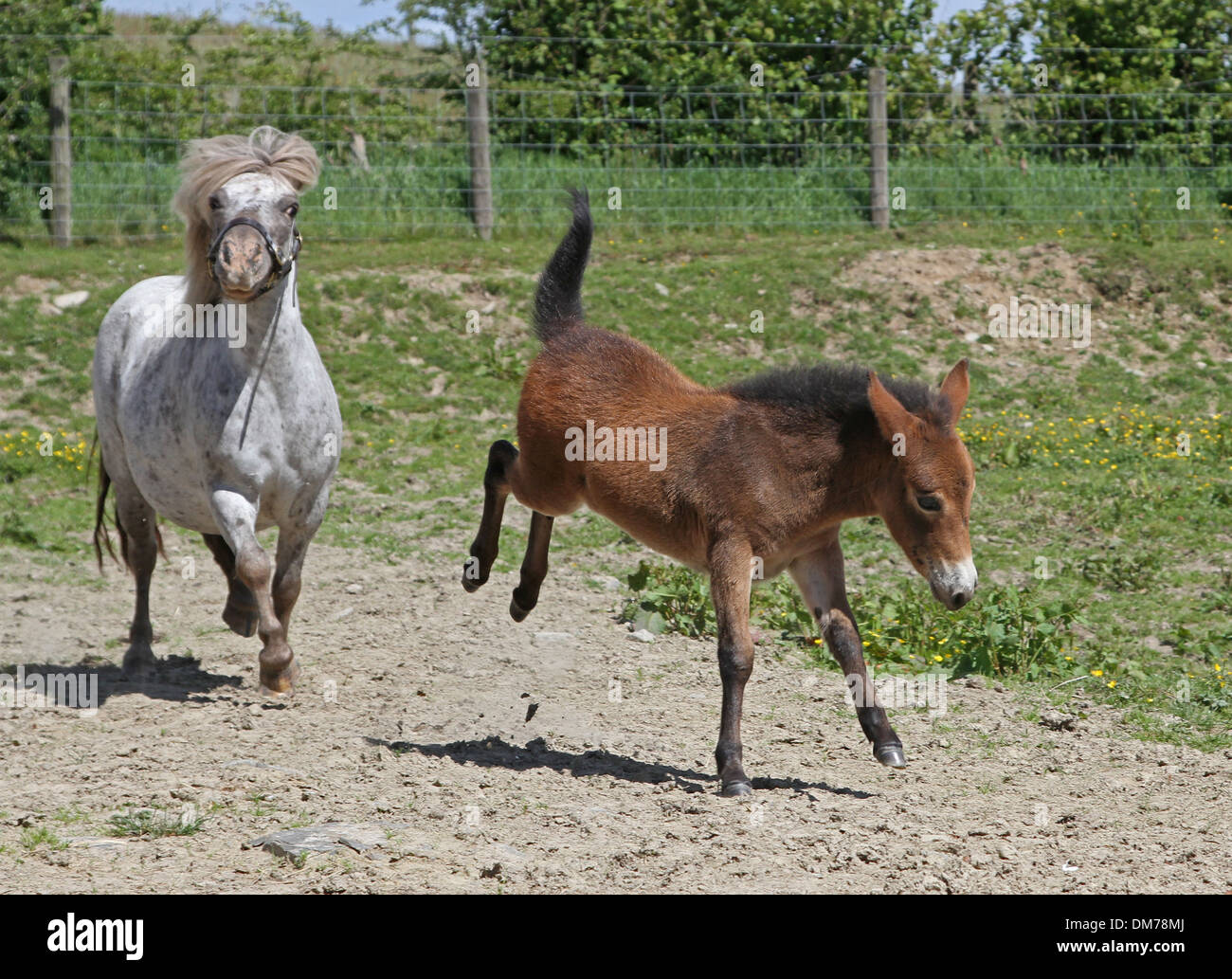 Shetland pony mare with mini mule foal Stock Photo