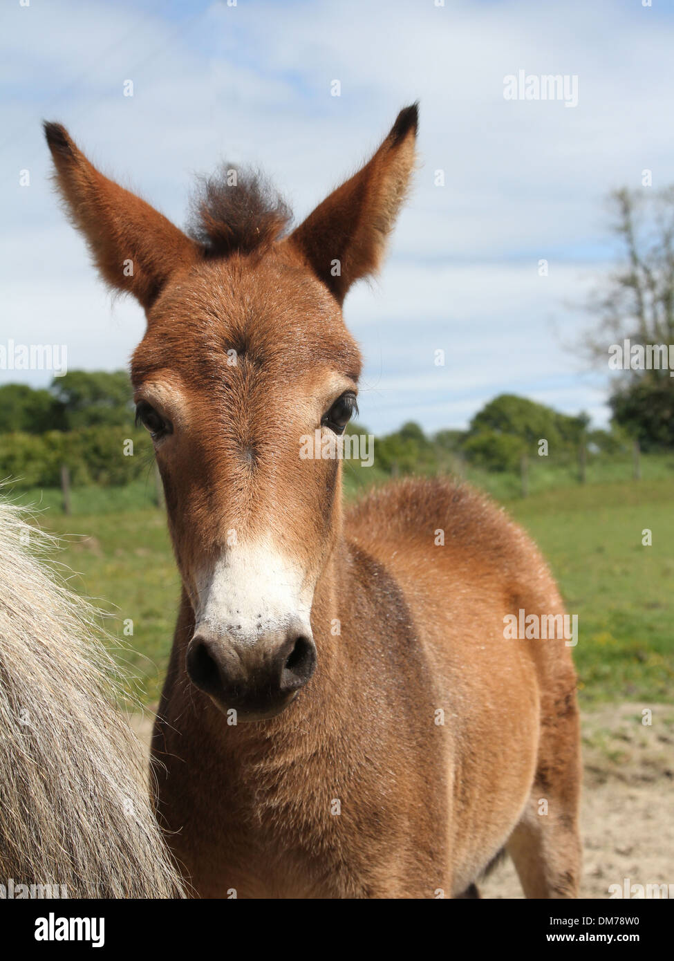 Mini mule foal Stock Photo Alamy