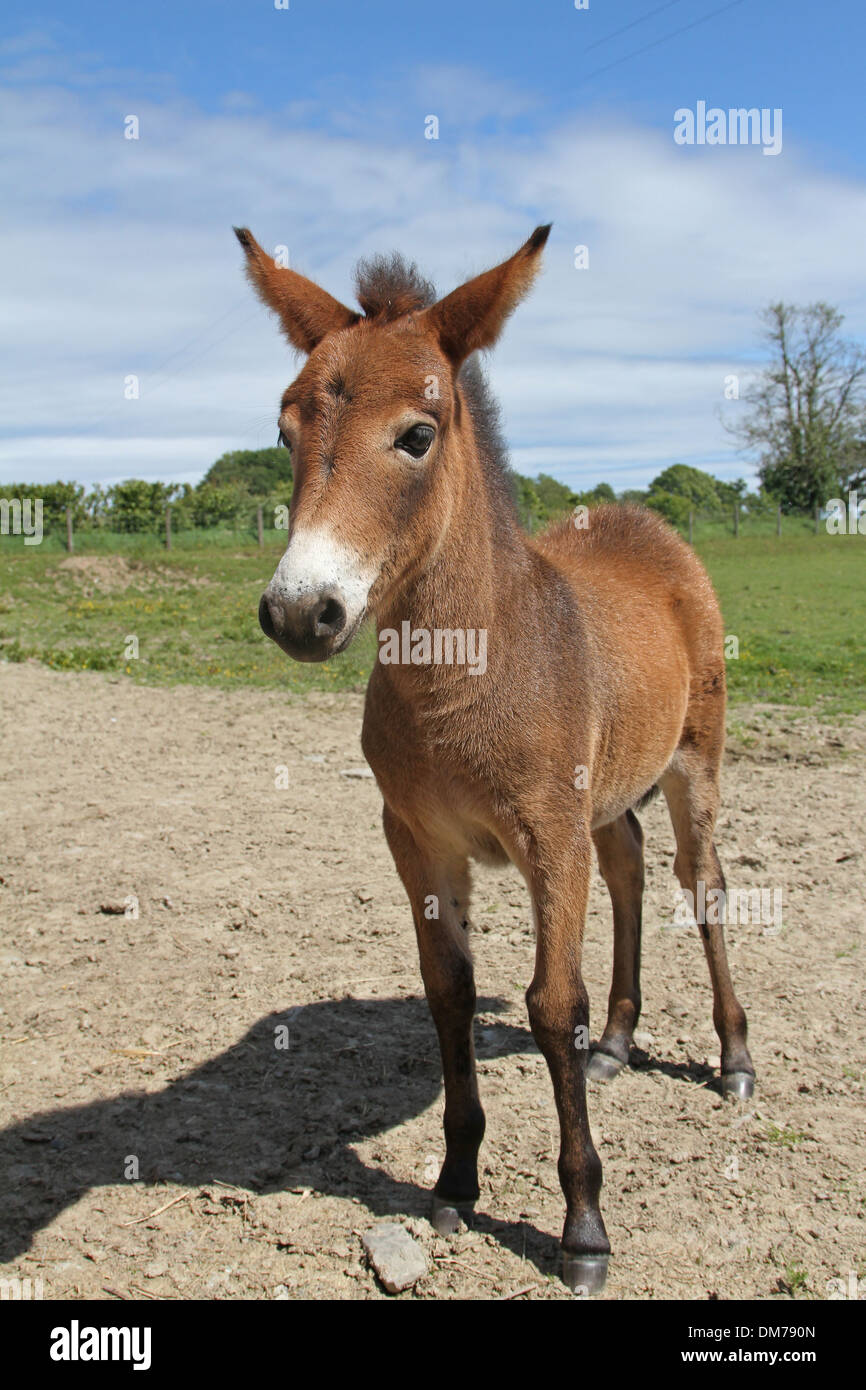 Mini mule foal Stock Photo Alamy