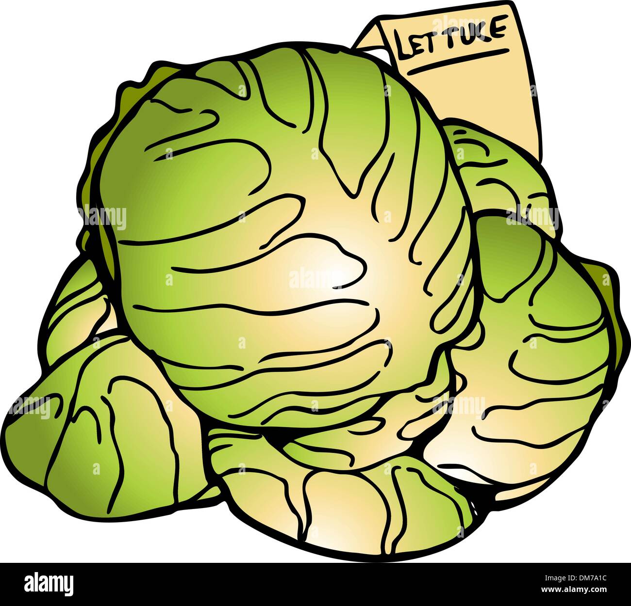 Illustration head lettuce hires stock photography and images Alamy