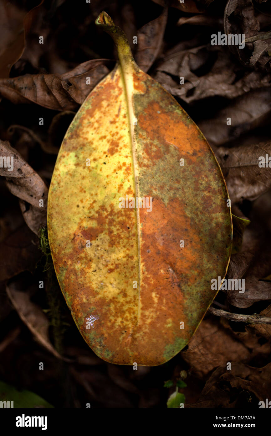 Detail of a dry leaf of a Clusia plant in El Triunfo Biosphere Reserve in the Sierra Madre mountains, Chiapas state, Mexico.  Stock Photo