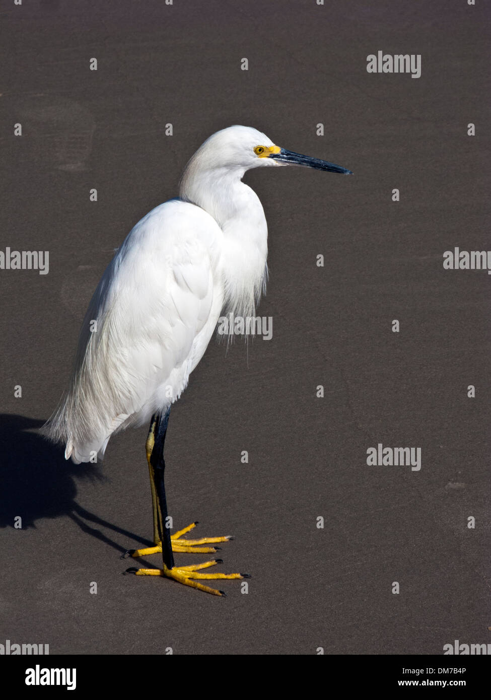 Egret on a beach Stock Photo