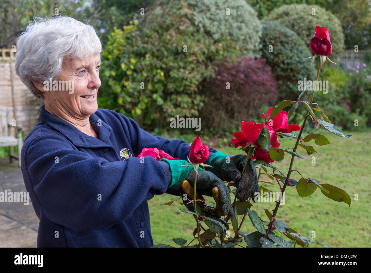 Senior citizen pruning rose bush Stock Photo