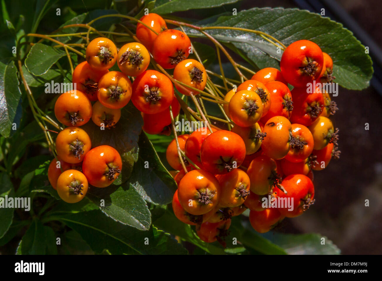 Pyracantha berries Stock Photo