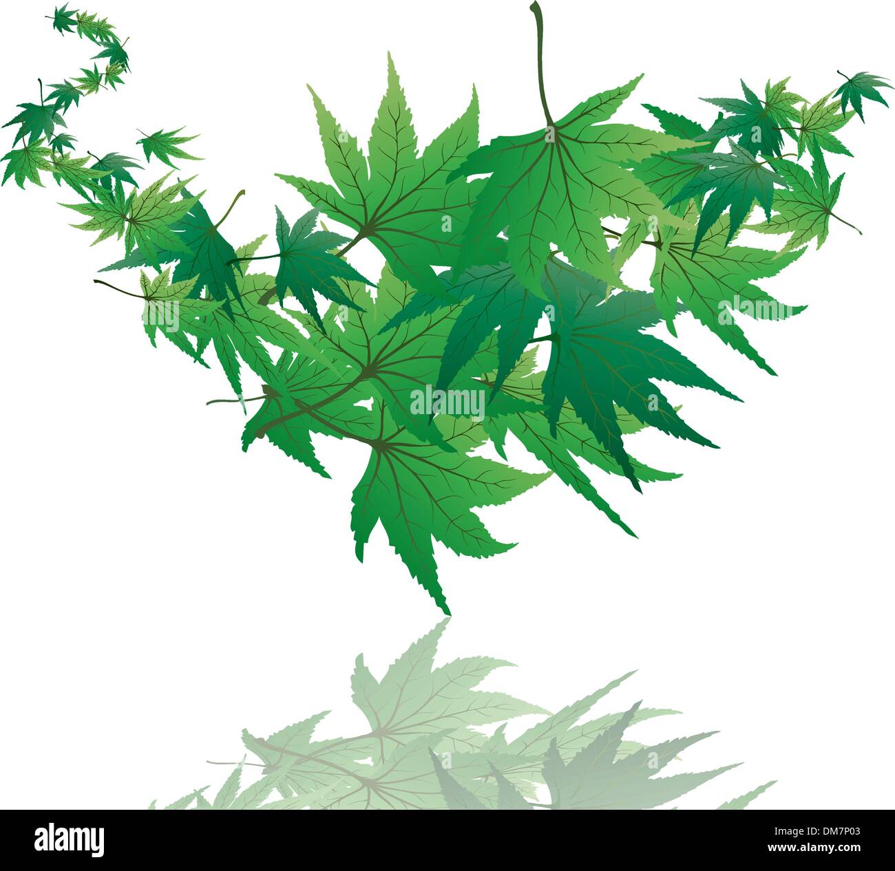 maple leaves Stock Vector