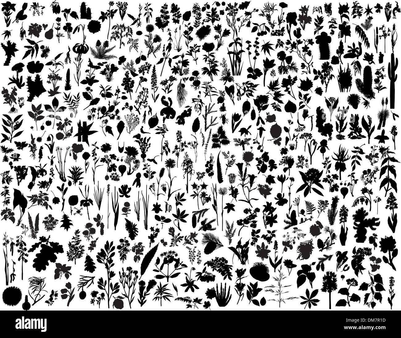 exotic-plants-border-black-and-white-stock-photos-images-alamy