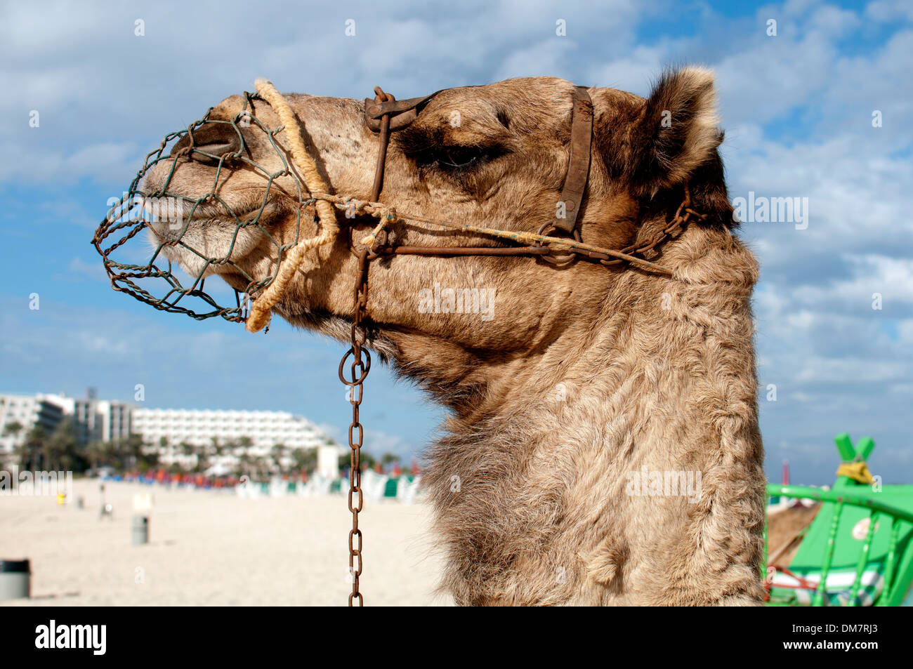 Camel canary islands hi-res stock photography and images - Alamy