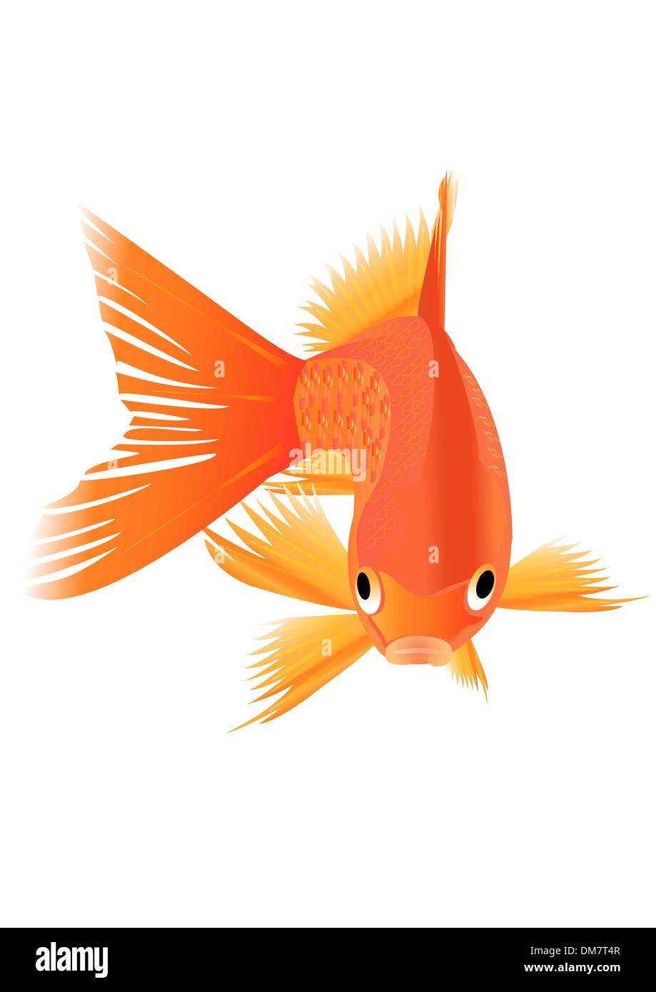 Goldfish. Vector illustration. Stock Vector