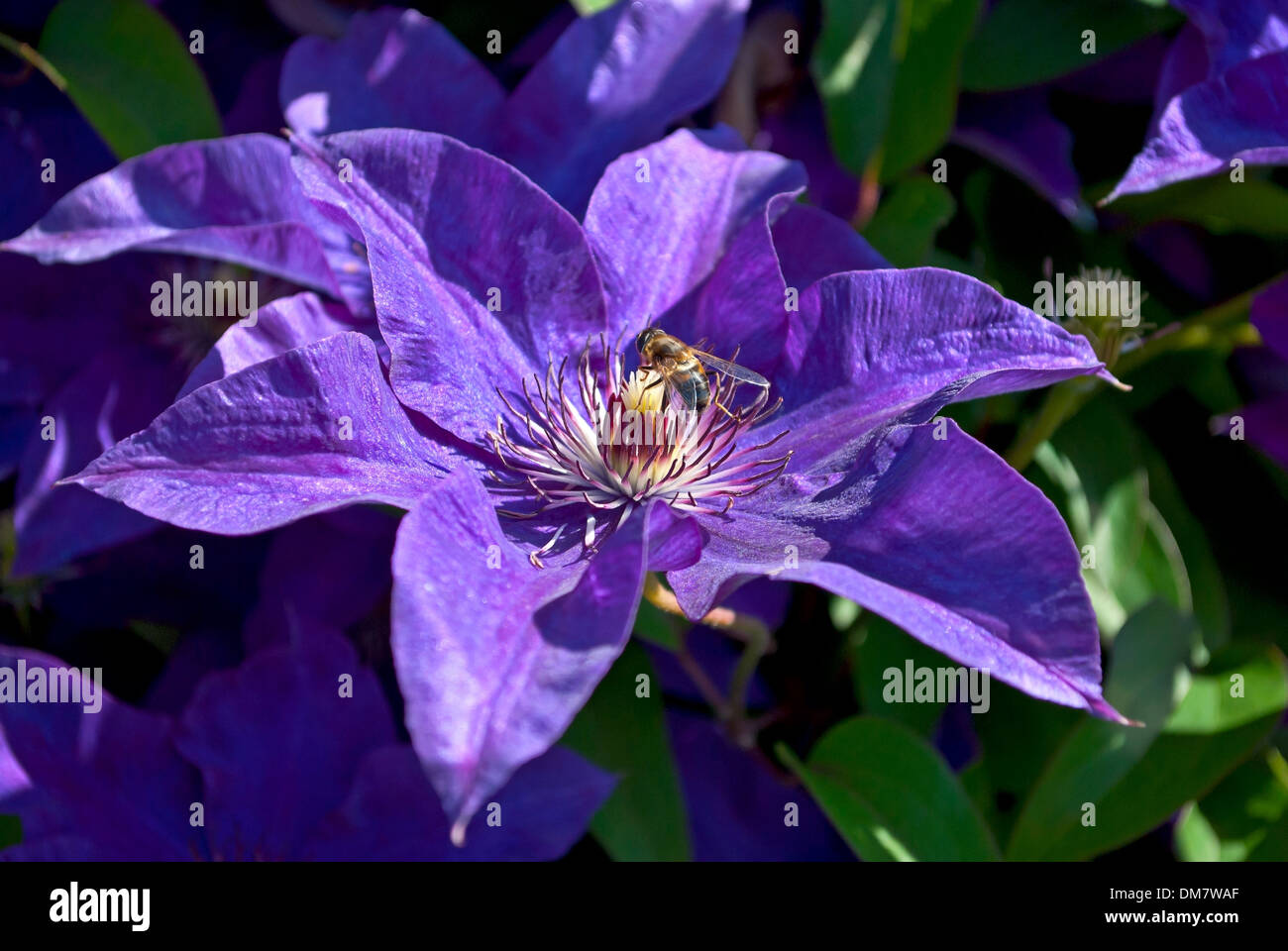 A bee on a flower of phlox. Pollination and collecting honey Stock