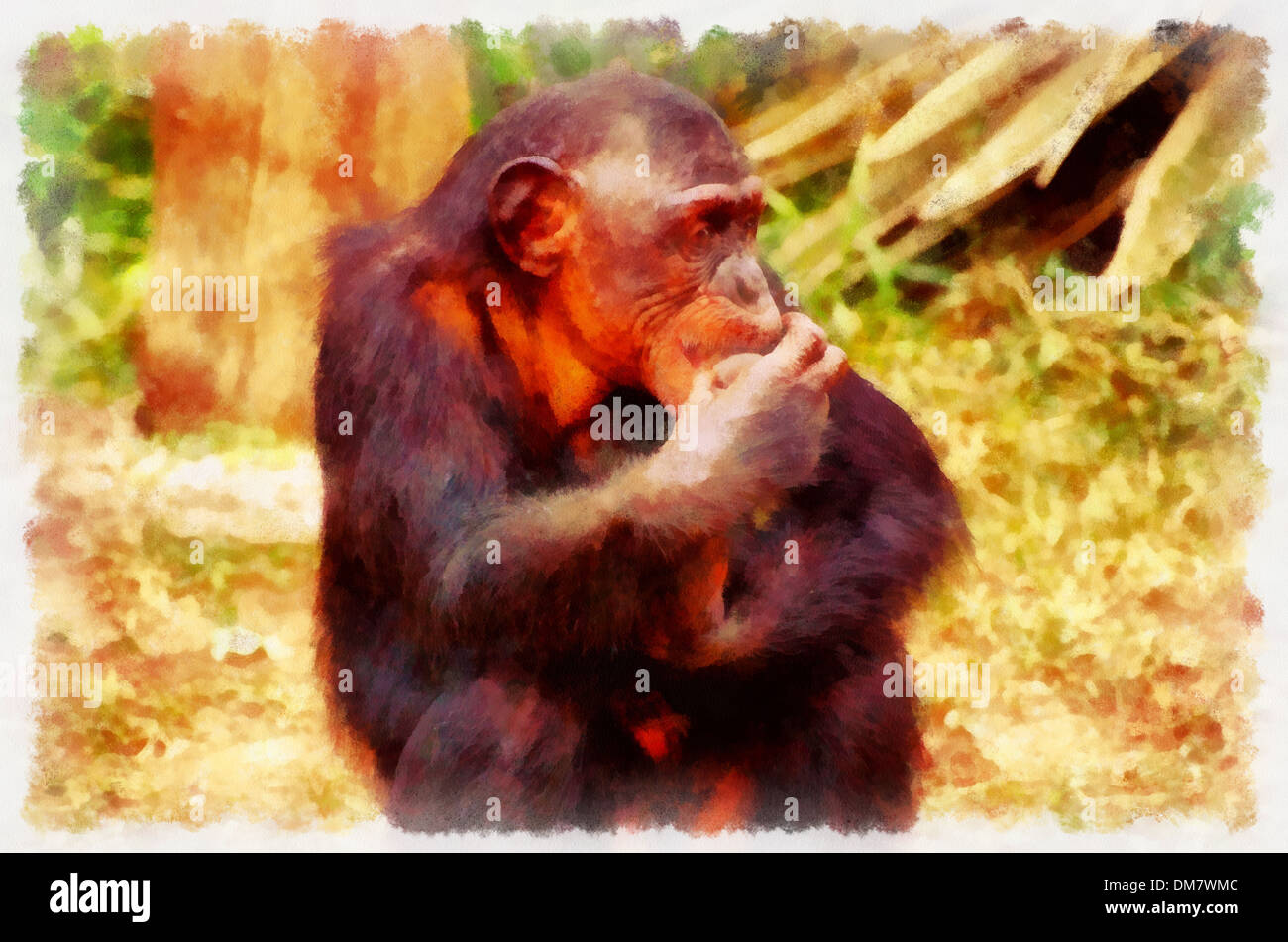 Chimpanzees (Latin Pan) - genus of the hominid family of primates Stock ...