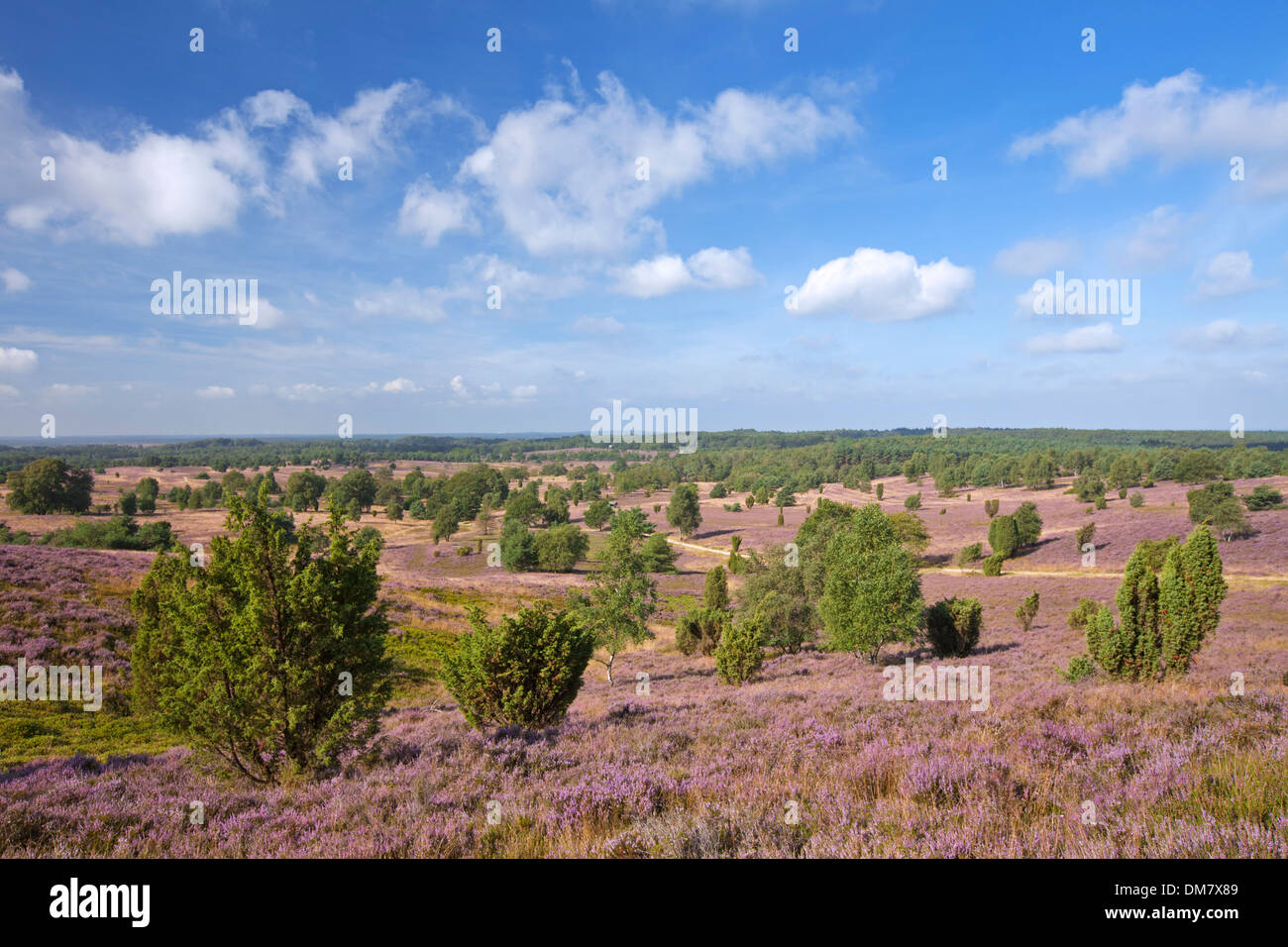Lüneburg Heath / Lunenburg Heathland showing common juniper trees and ...