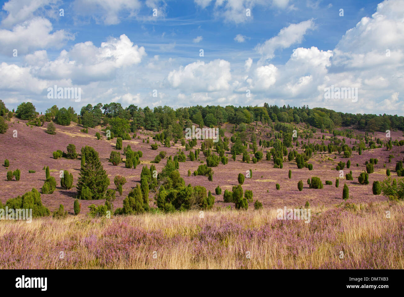 Lüneburg Heath / Lunenburg Heathland showing  juniper trees and heather / ling, Totengrund / Wilseder Berg, Saxony, Germany Stock Photo