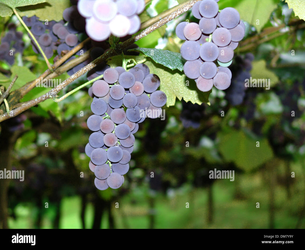 grapes bunches production Stock Photo Alamy