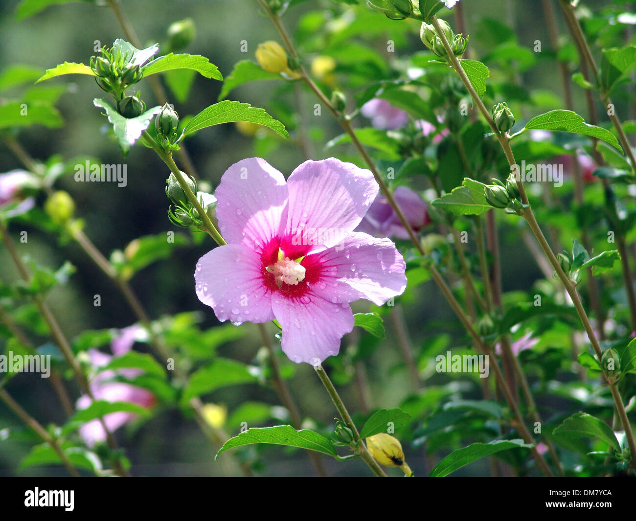 purple hibiscus flower Stock Photo