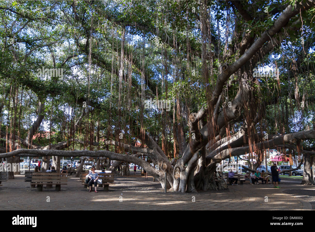 USA, Hawaii, Maui, Lahaina Banyan tree Stock Photo
