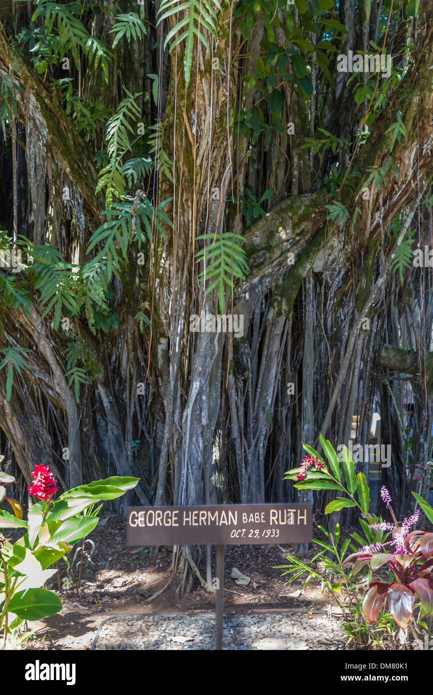 USA, Hawaii, Hawaii (Big) Island, Hilo, Babe Ruth memorial tree Stock Photo