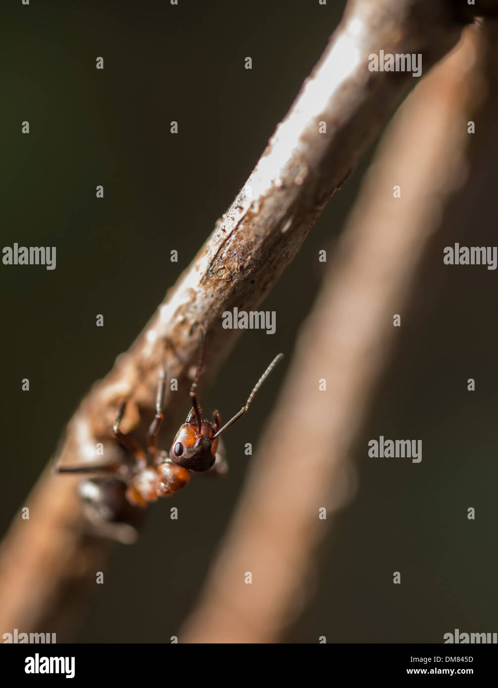 Red ant climbing up a stick Stock Photo