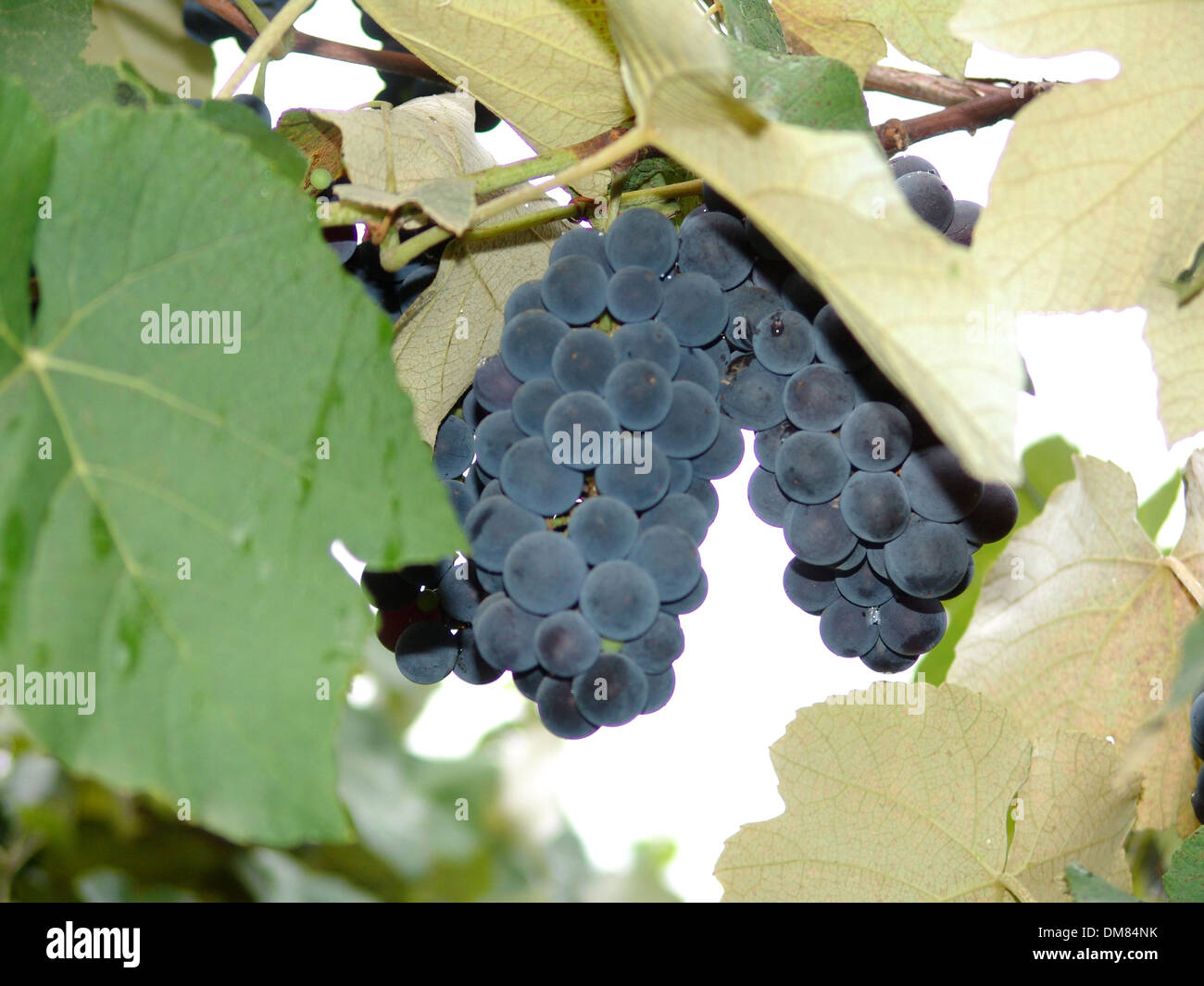 winery zone grapes grape Stock Photo Alamy