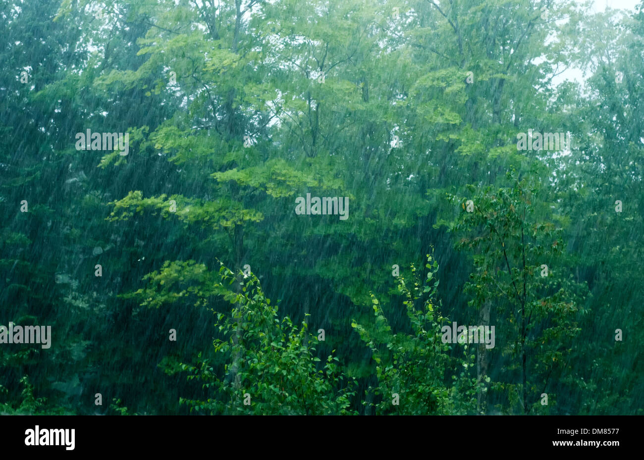 Torrential rain Stock Photo