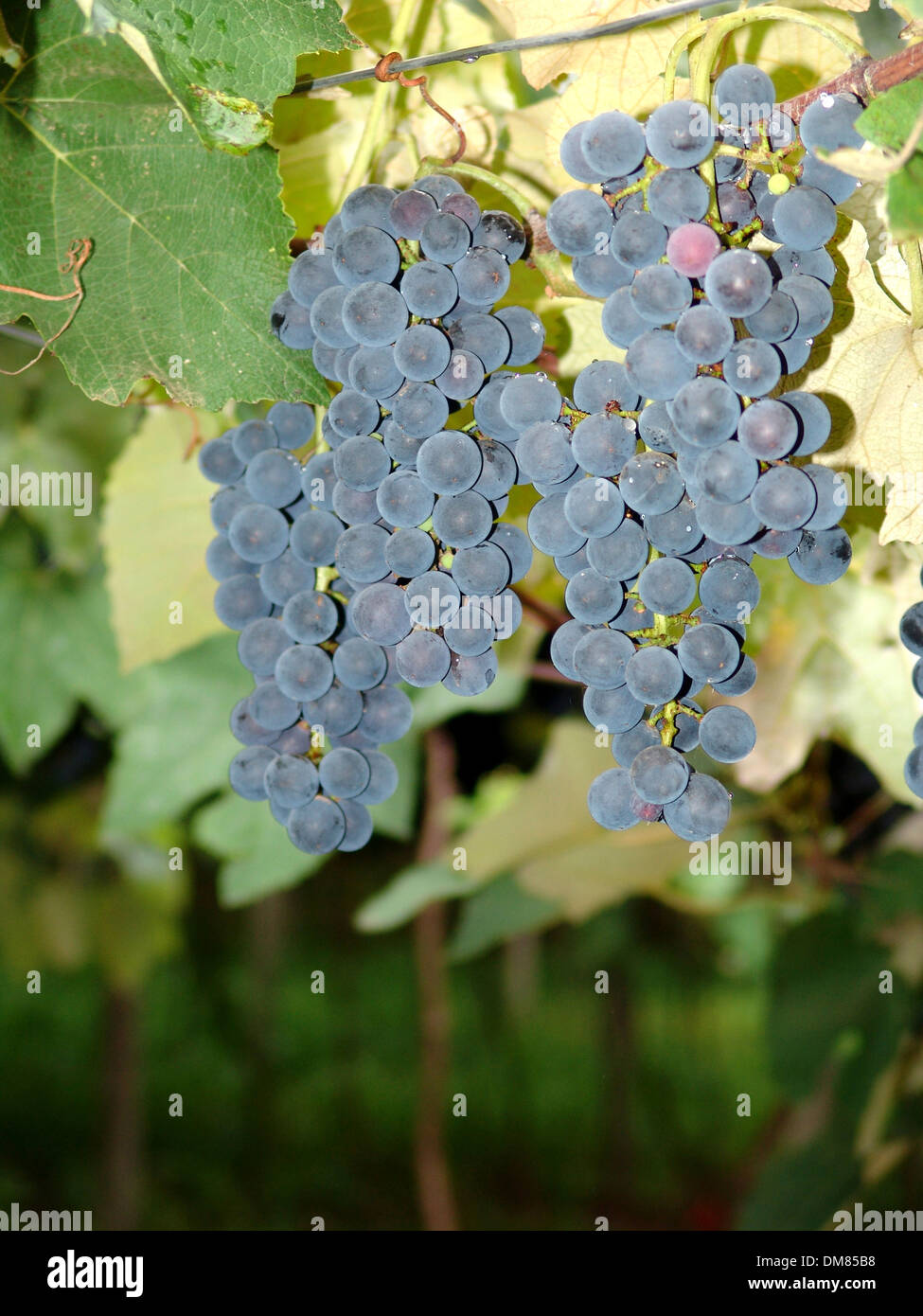 winery zone red grapes grape Stock Photo Alamy