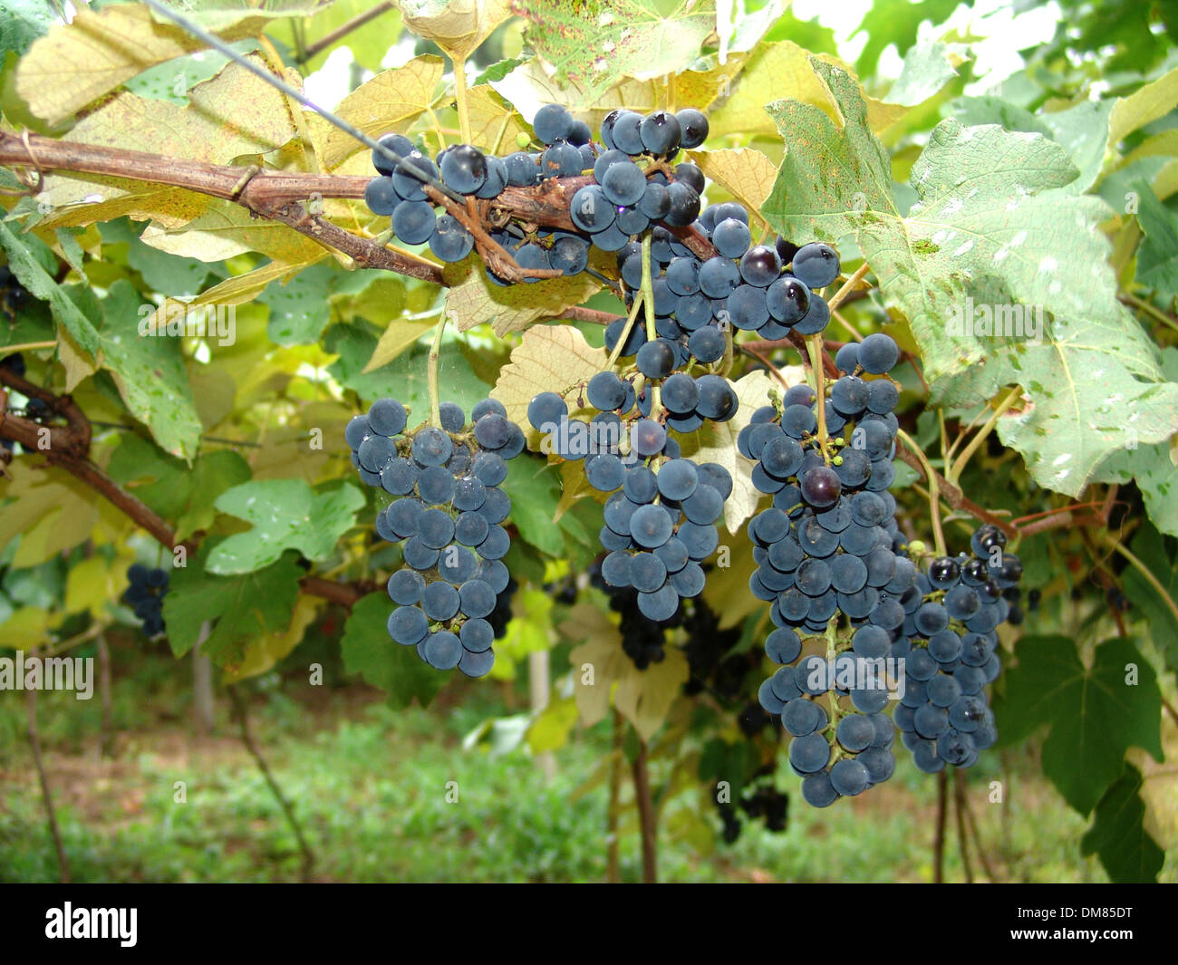 winery zone grapes grape fruit Stock Photo Alamy