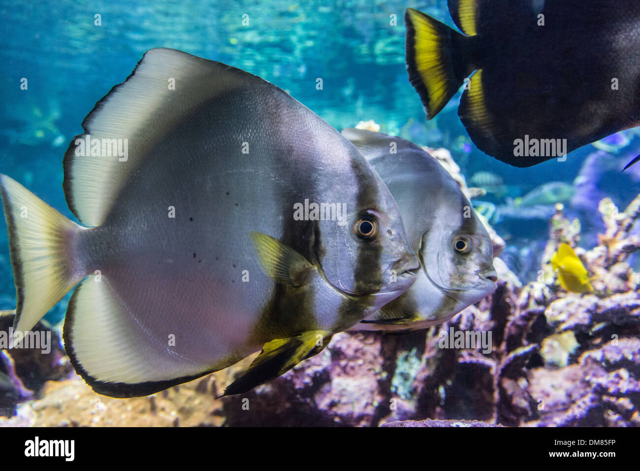 La cite de la aquarium basse normandie cherbourg cotentin france manche