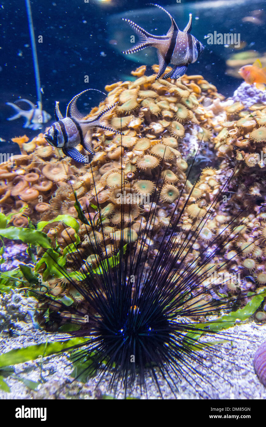 La Cite De La Aquarium Basse Normandie Cherbourg Cotentin France Manche