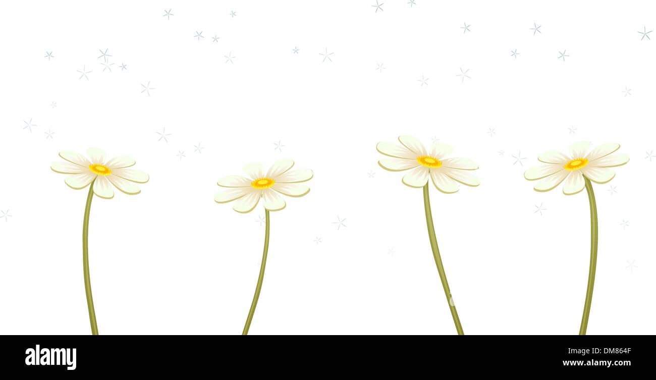 Vector chamomiles Stock Vector