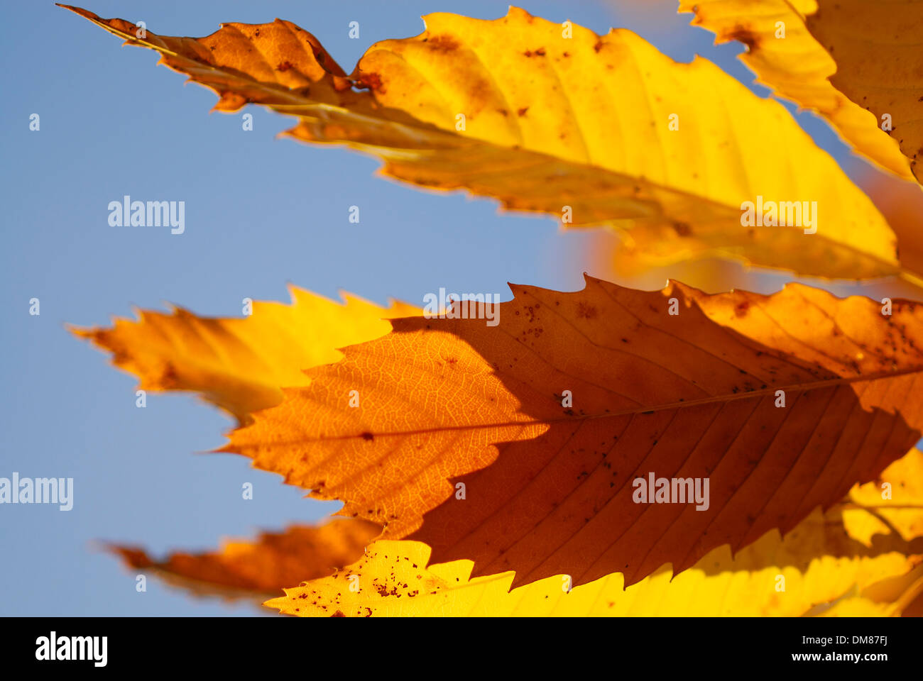 hojas doradas,castaños,Spain,Igualeja Stock Photo