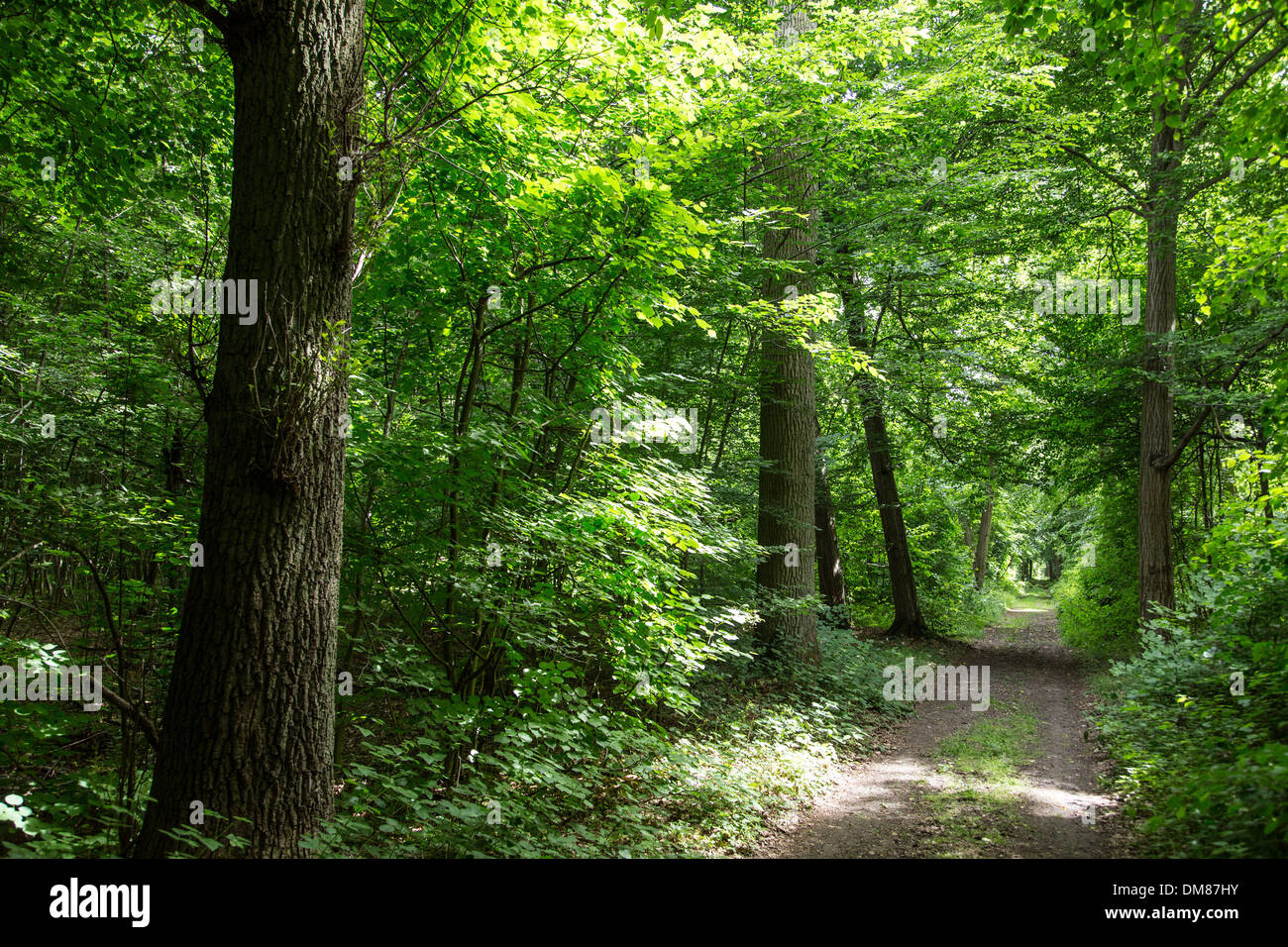 Forest of chantilly hi-res stock photography and images