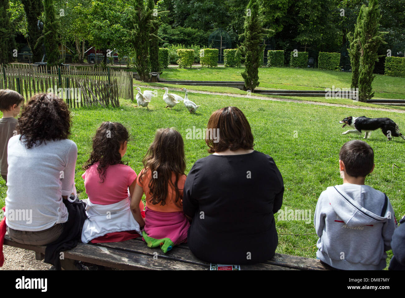 DEMONSTRATION OF A SHEPHERD DOG WITH THE FARMYARD GEESE, FAMILY VISITING THE FARMYARD MUSEUM AT THE POTAGER DES PRINCES, CHANTILLY, OISE (60), FRANCE Stock Photo
