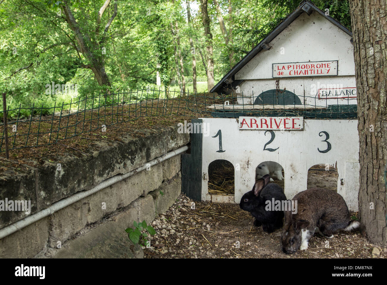 RABBIT RACE AT THE RABBIT RACETRACK, SHOW FOR CHILDREN, ENTERTAINMENT