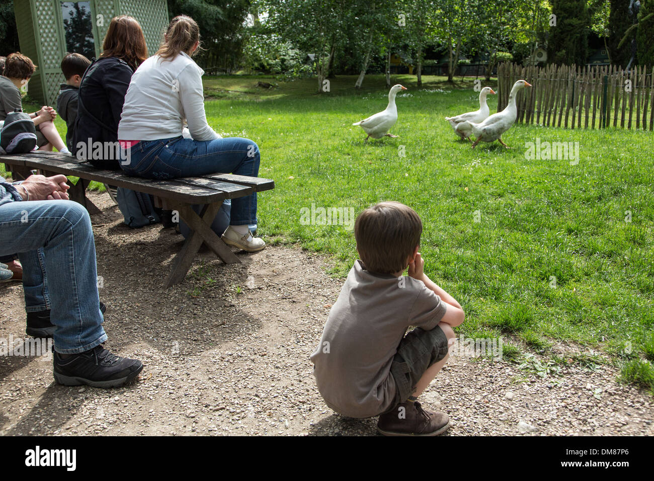 GEESE IN THE OLD-FASHIONED FARMYARD, FAMILY VISITING THE FARMYARD MUSEUM AT THE POTAGER DES PRINCES, CHANTILLY, OISE (60), FRANCE Stock Photo