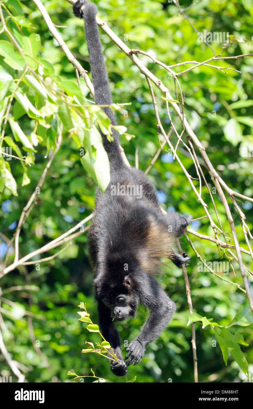 A Mantled Howler Monkey (Allouata palliata) hangs by its prehensile