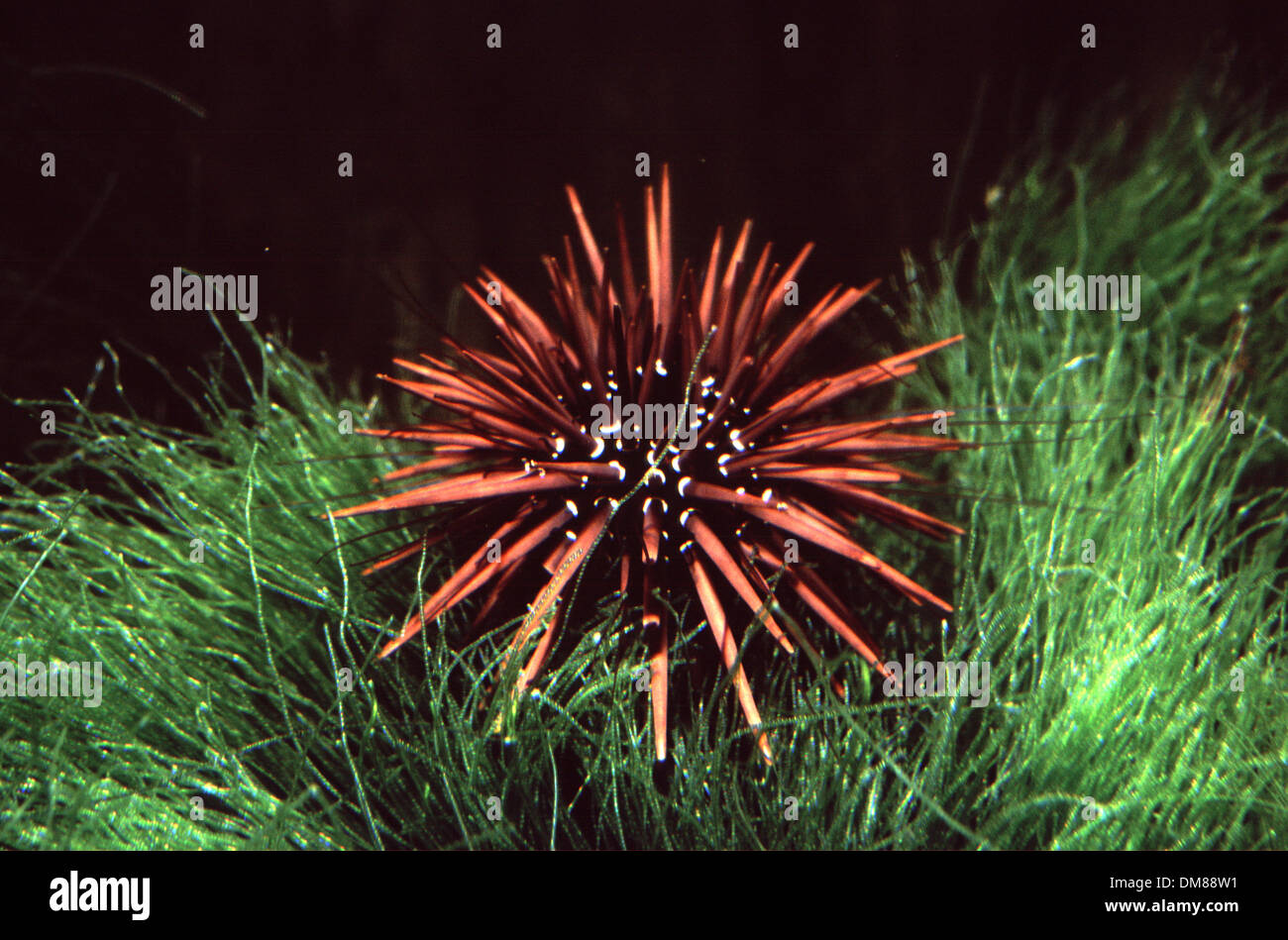 Burrowing or rock-boring urchin (Echinometra mathaei) Stock Photo