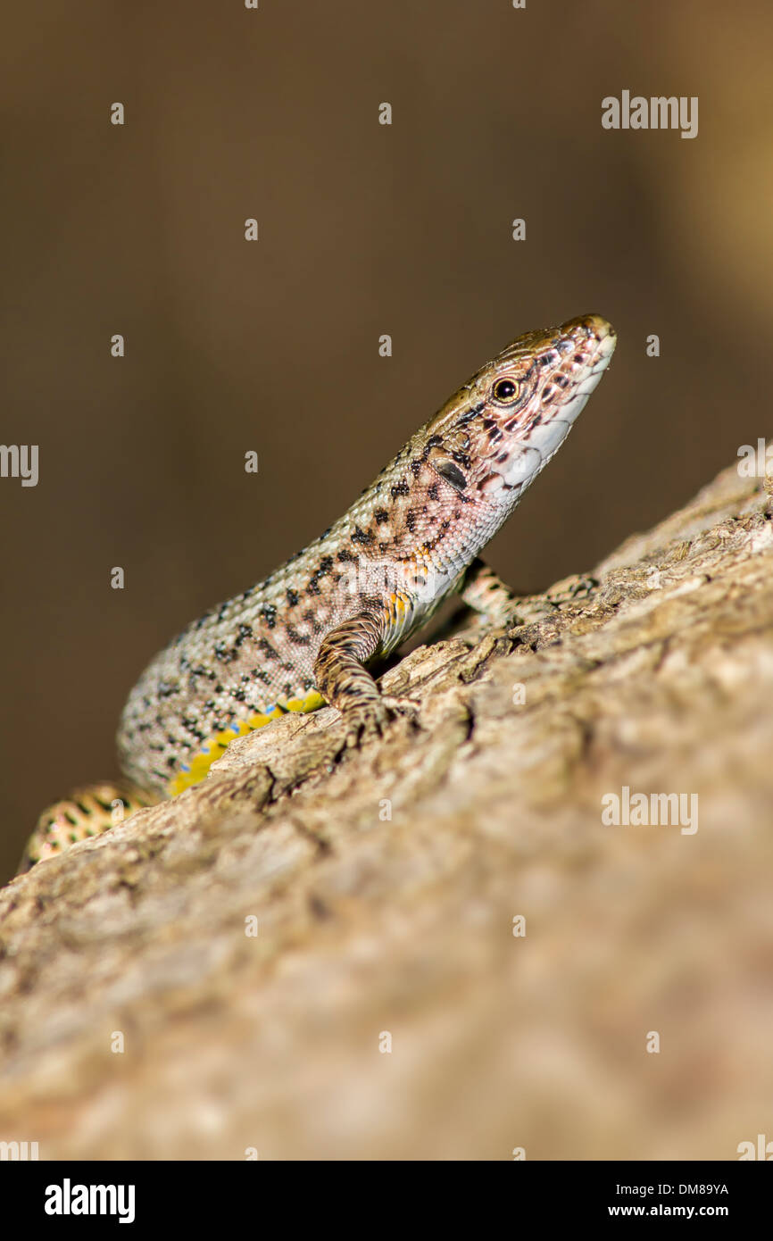 Portrait of a Lizard Stock Photo