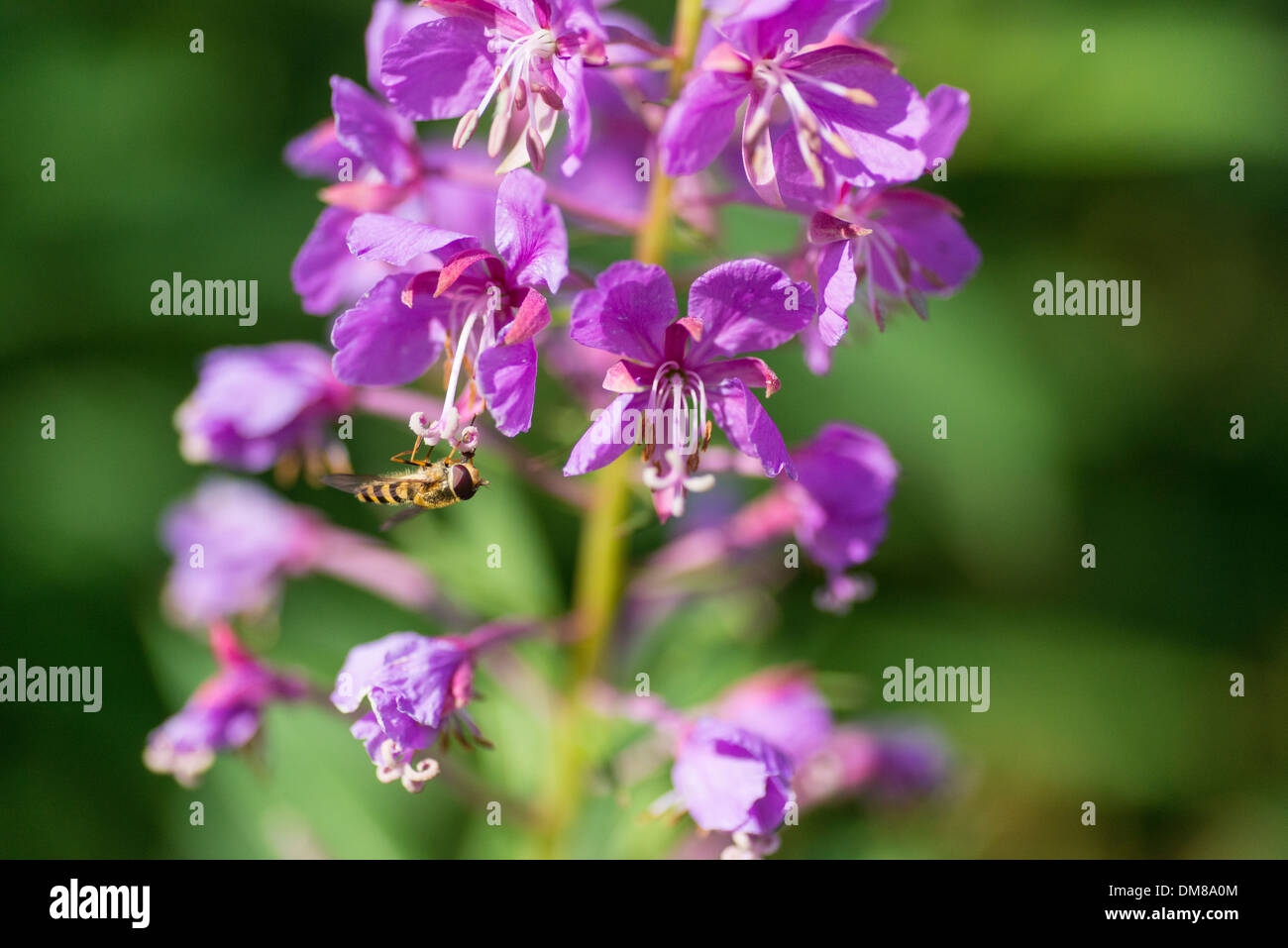 Hoverfly sitting on a fireweed Stock Photo
