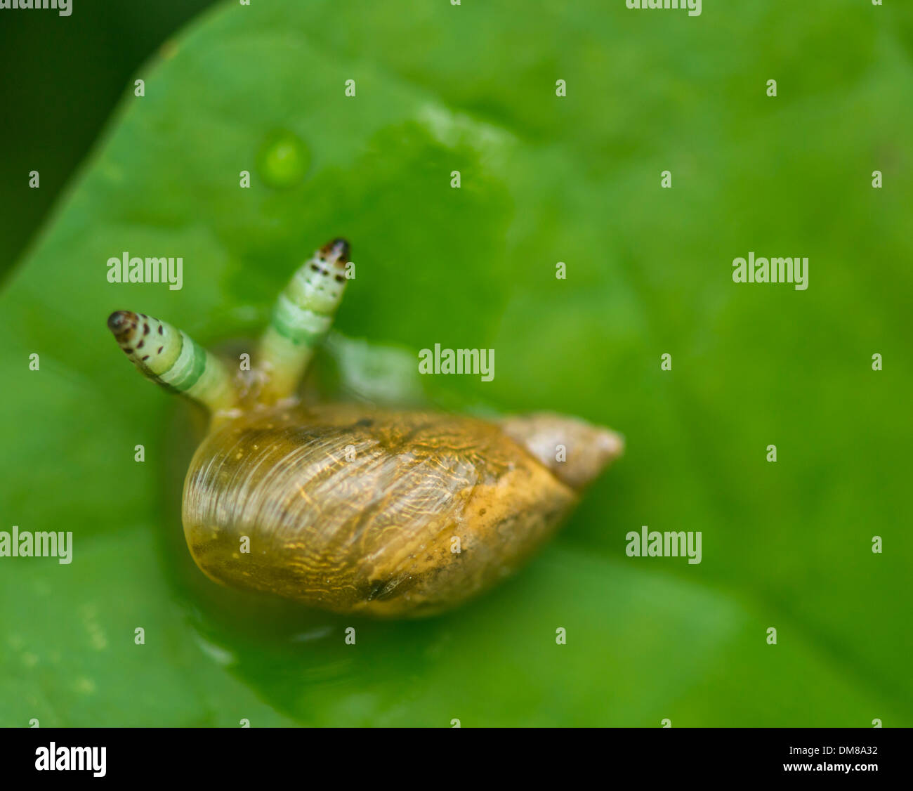 Snail infected with a parasite in its tentacles Stock Photo