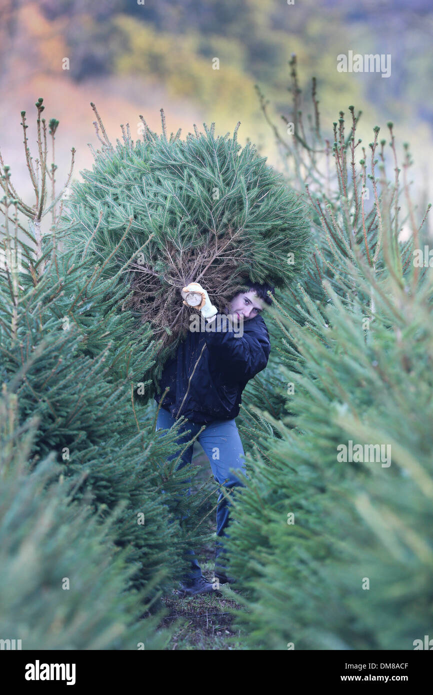 Cutting down christmas trees hires stock photography and images Alamy