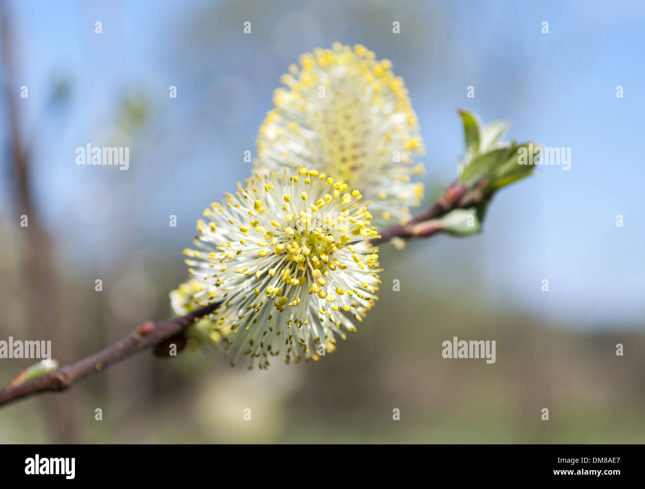Catkins on a willow tree on the Itchen River in Hampshire, England, UK Stock Photo