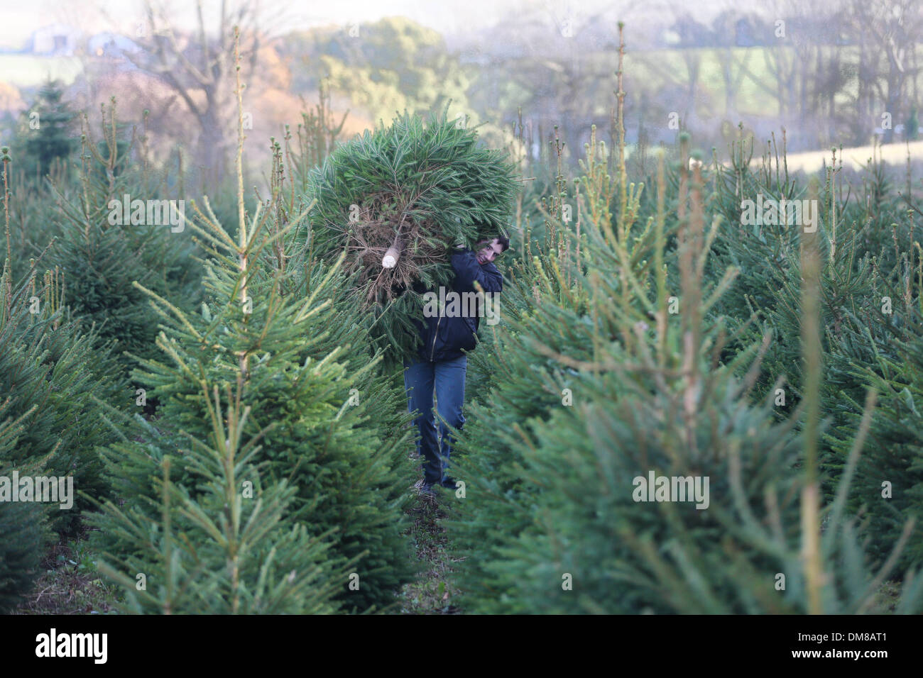 JACK HARVESTING THIS YEARS CHRISTMAS TREES Stock Photo Alamy