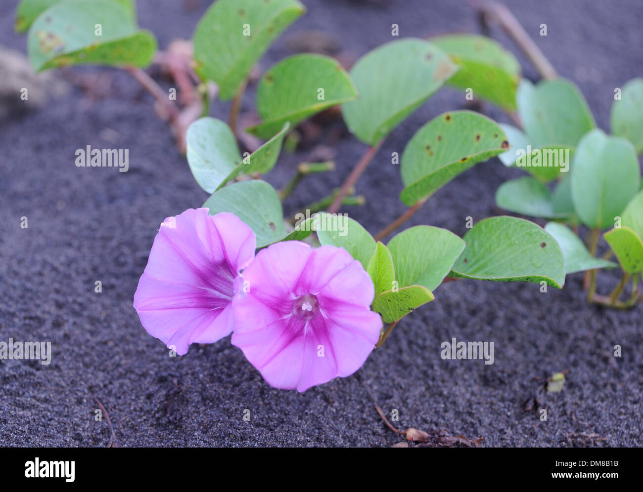 Heleotrope coloured flowers on black sand on the beach at Tortuguero. Tortuguero National Park, Limon Province, Costa Rica. Stock Photo