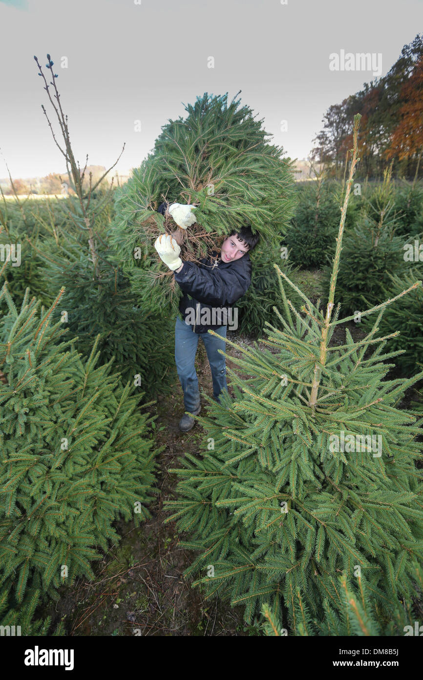 JACK HARVESTING THIS YEARS CHRISTMAS TREES Stock Photo Alamy