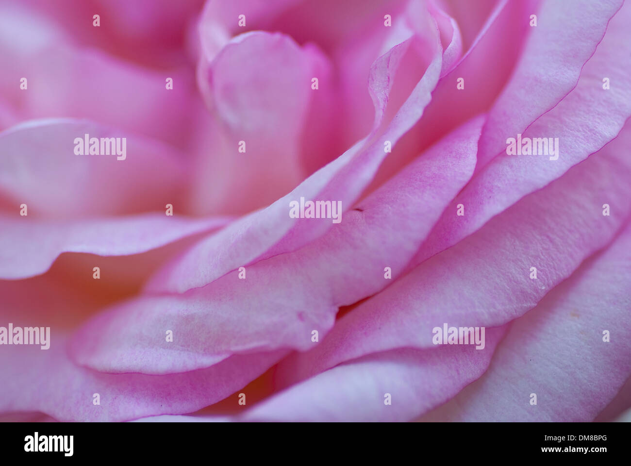 Soft, selective focused abstract image of pink rose petals Stock Photo