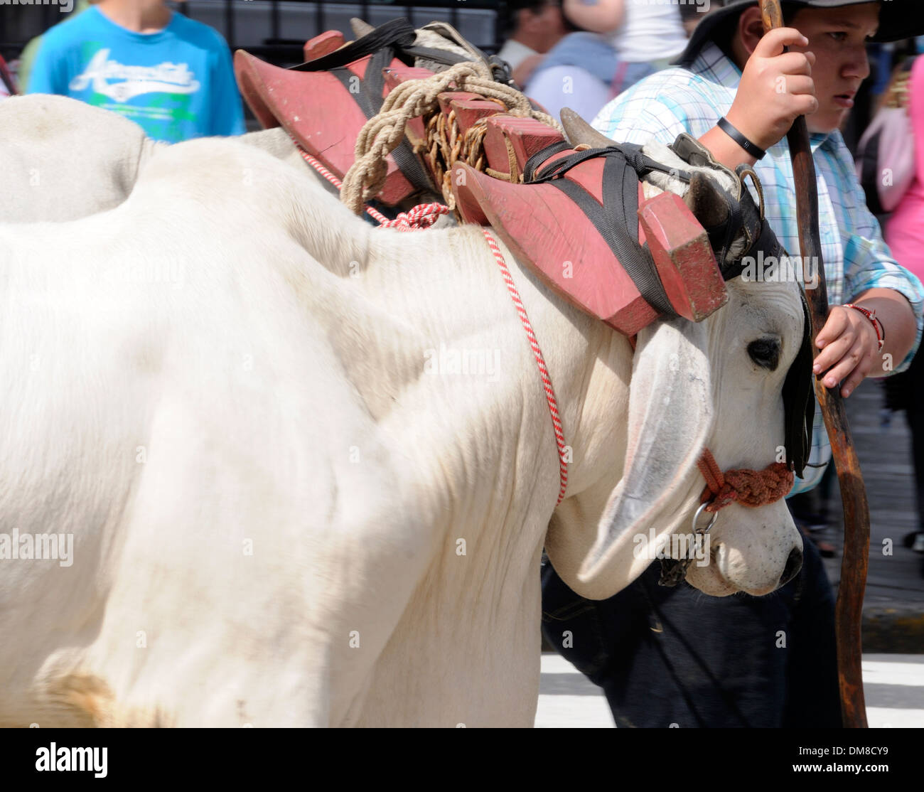 A pair of white brahman oxen pulling a traditional Costa Rican decorated ox cart, carreta, as it parades in San Jose Stock Photo