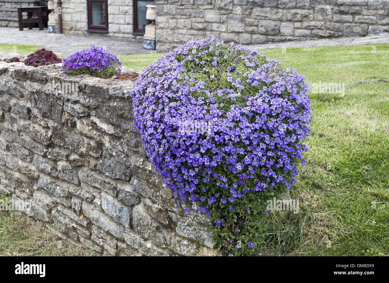 Bed of lobelia hi-res stock photography and images - Alamy