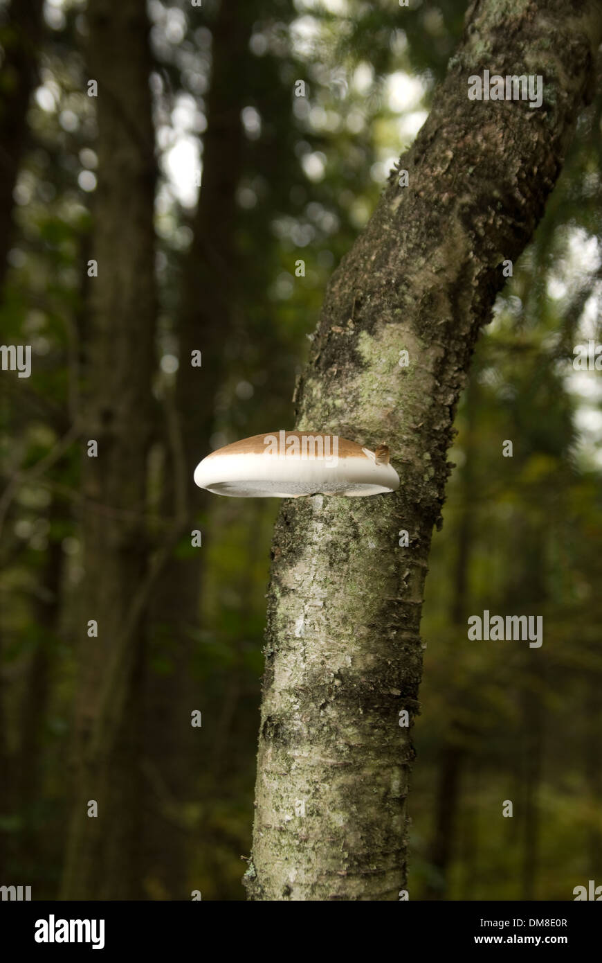 Fungus growing on a tree in a forest Stock Photo
