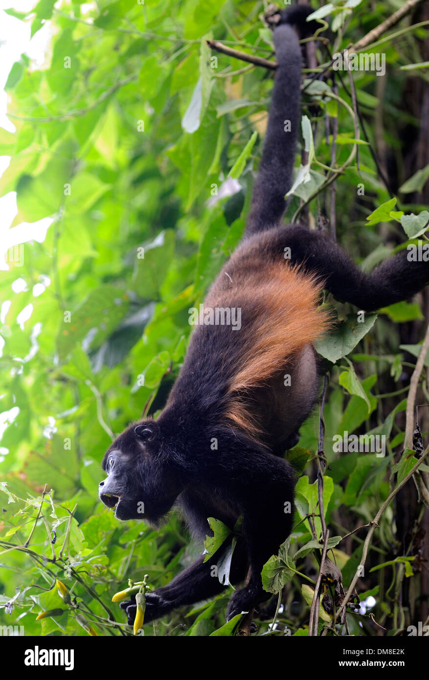 A Mantled Howler Monkey (Allouata palliata) hangs by its prehensile
