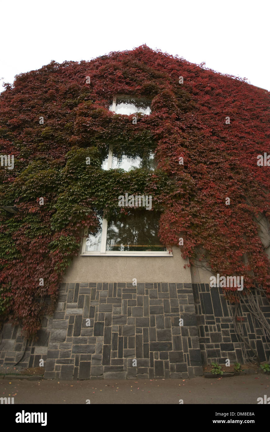 Ivy growing on a house hi-res stock photography and images - Alamy