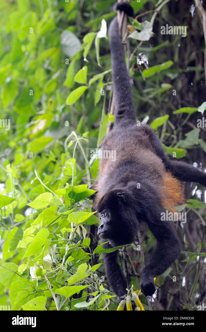 A Mantled Howler Monkey (Allouata palliata) hangs by its prehensile